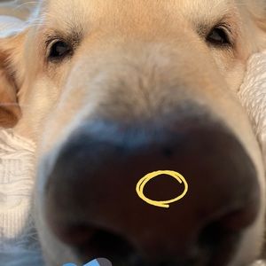 Meet your Posher, Short